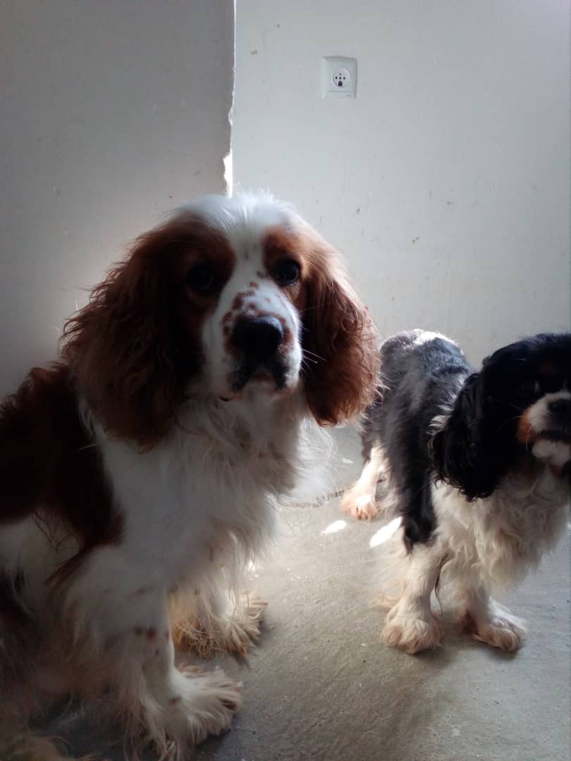 مولد نژاد کاوالیر کینگ چارلز اسپانیل الیور